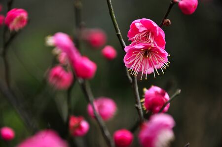 plum blossomの写真素材