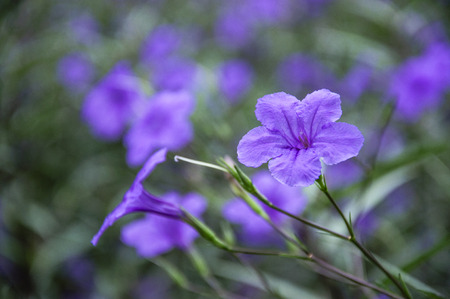 The blossoming ruellia brittoniana flowers closeupの写真素材