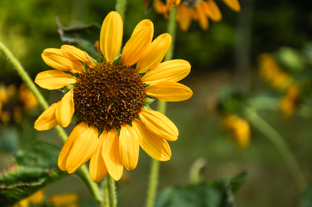 Sunflower closeup background and texture in summerの写真素材