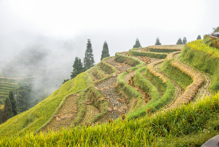 The terraced fields scenery in autumn