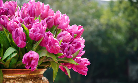 Tuilps flower closeupの写真素材