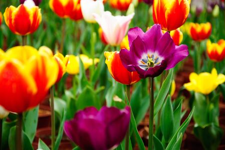 Tuilps flower closeupの写真素材