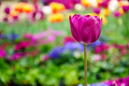 Tuilps flower closeupの写真素材