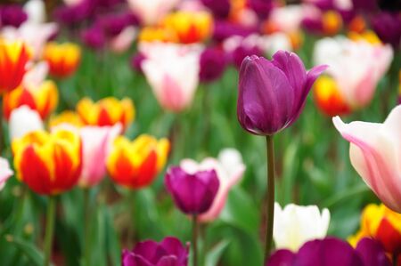 Tuilps flower closeupの写真素材