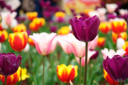 Tuilps flower closeupの写真素材