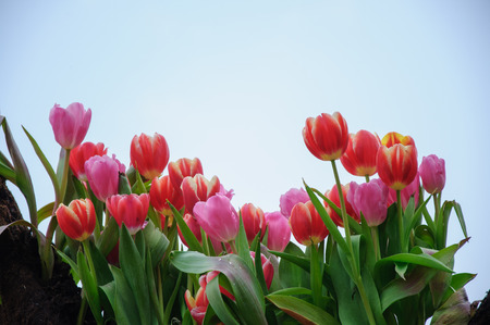 Tuilps flower closeupの写真素材