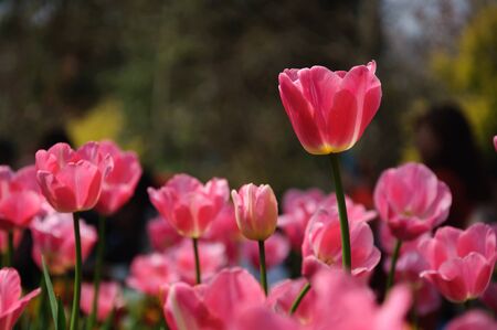 Tuilps flower closeupの写真素材