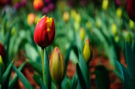 Tuilps flower closeupの写真素材