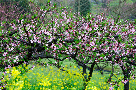 Blossoming peach flower trees scenery in the mistの写真素材