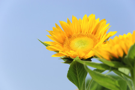 Sunflower closeup with blue sky backgroundの写真素材