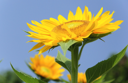 Sunflower closeup with blue sky backgroundの写真素材