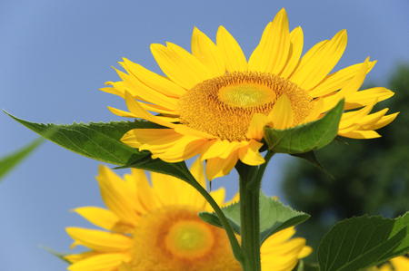 Sunflower closeup with blue sky backgroundの写真素材