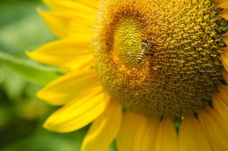Sunflower and bee closeup background and textureの写真素材
