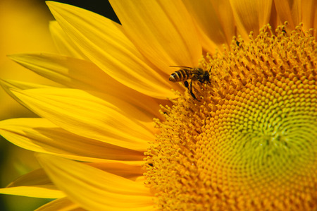 Sunflower and bee closeup background and textureの写真素材