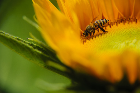 Sunflower and bee closeup background and textureの写真素材