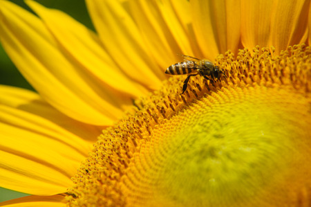 Sunflower and bee closeup background and textureの写真素材