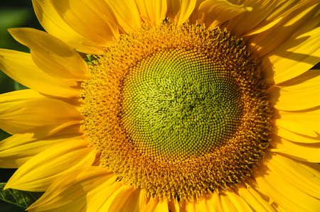 Sunflower closeup background and texture in summerの写真素材