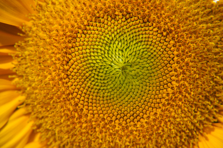 Sunflower closeup background and texture in summerの写真素材