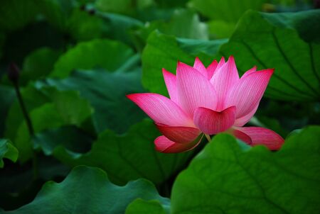 Blossoming lotus flower closeupの写真素材