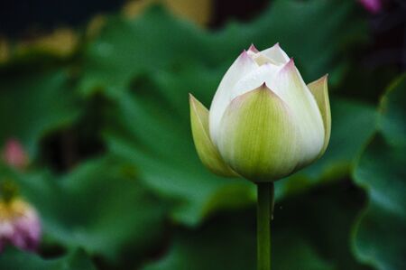 Blossoming lotus flower closeupの写真素材