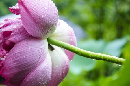 Blossoming lotus flower closeupの写真素材