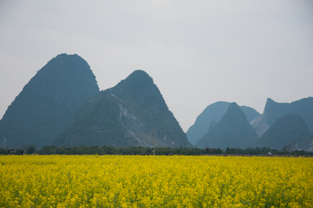 The rape flowers with mountains scenery in spring