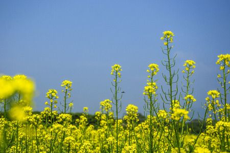 The rape flowers closeup in springの写真素材