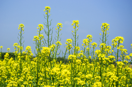 The rape flowers closeup in springの写真素材