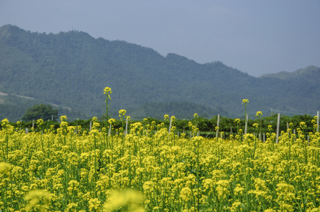 The rape flowers with mountains scenery in springの写真素材