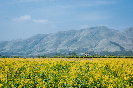 The rape flowers with mountains scenery in springのeditorial素材