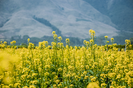 The rape flowers and mountains scenery in springの写真素材