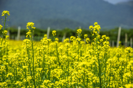 The rape flowers and mountains scenery in springの写真素材