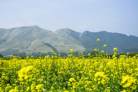 The rape flowers and mountains scenery in springの写真素材