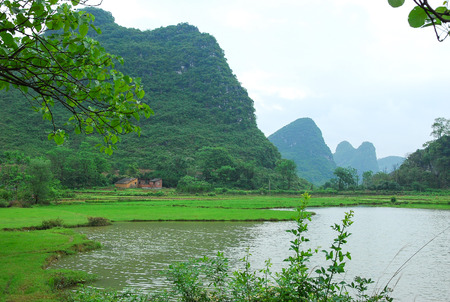 Rice fields scenery in springのeditorial素材