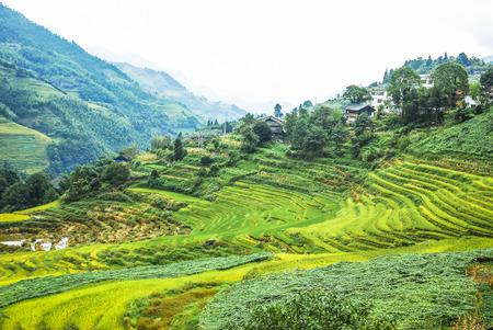 Terraced fields scenery