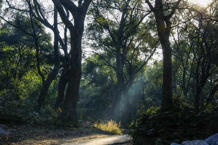 Sunlight in the forestの写真素材