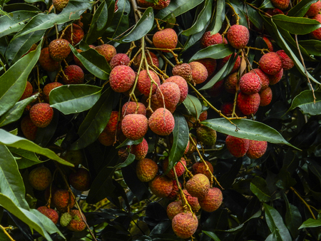 Litchi Fruitsの写真素材