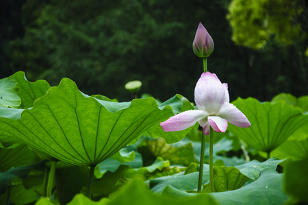Blossoming lotus flower closeupの写真素材