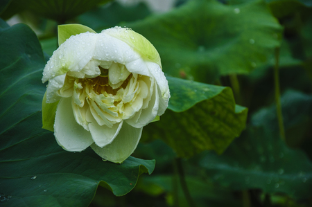 Blossoming lotus flower closeupの写真素材