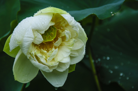 Blossoming lotus flower closeupの写真素材