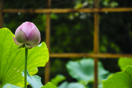 Blossoming lotus flower closeupの写真素材