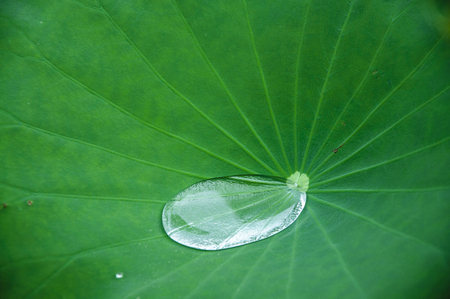Dew drops  on green lotus leavesの写真素材