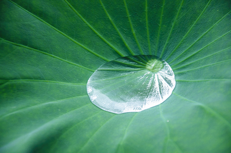 Dew drops on green lotus leavesの写真素材