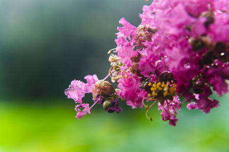 Blossoming chinese redbud flowersの写真素材