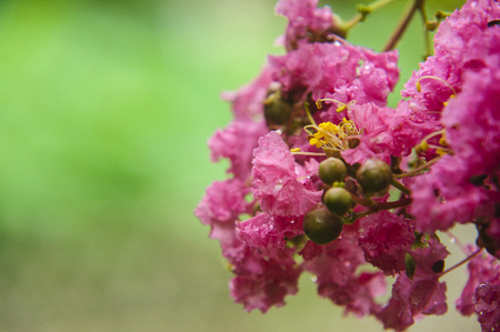 Blossoming chinese redbud flowersの写真素材