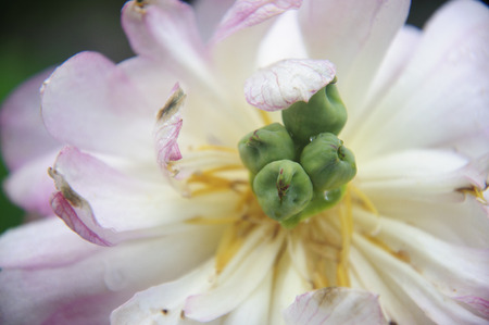 Blossoming lotus flower closeupの写真素材