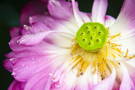 Blossoming lotus flower closeupの写真素材