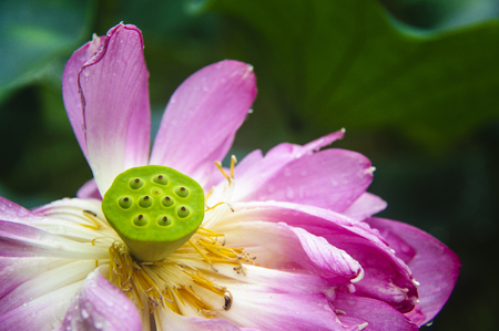 Blossoming lotus flower closeupの写真素材
