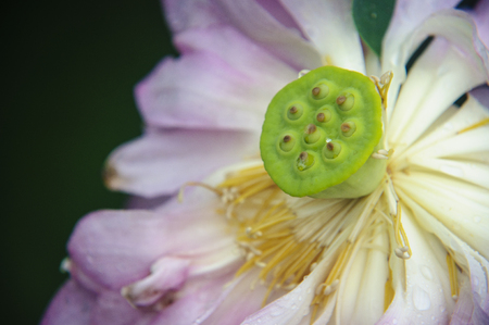 Blossoming lotus flower closeupの写真素材