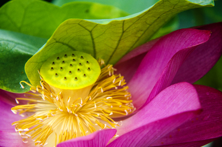 Blossoming lotus flower closeupの写真素材